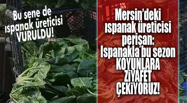 AKDENİZ’DEKİ ISPANAK ÜRETİCİSİ DE BİTTİ: “KOYUNLARA YEDİRİYORUZ!”