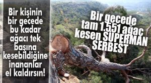 BİR GECEDE 1.551 AĞACI TEK BAŞINA KESEN SÜPERMAN VAR YA… O ARTIK SERBEST!