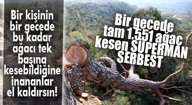 BİR GECEDE 1.551 AĞACI TEK BAŞINA KESEN SÜPERMAN VAR YA… O ARTIK SERBEST!