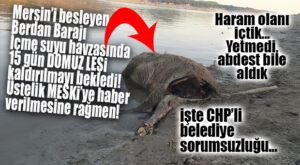 BRAVO TARSUS MESKİ… DOMUZ ÖLÜSÜ ON BEŞ GÜN BOYUNCA BERDAN BARAJI GÖLÜNDE KALMIŞ