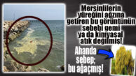 AÇIKLAMA GELDİ: DENİZ ÜSTÜNDEKİ SARI TABAKA “KİRLİLİK” DEĞİLMİŞ!