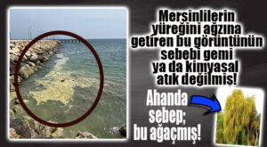 AÇIKLAMA GELDİ: DENİZ ÜSTÜNDEKİ SARI TABAKA “KİRLİLİK” DEĞİLMİŞ!