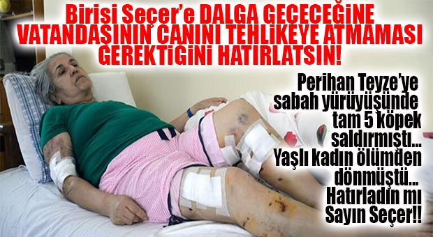 BU SEÇER’İN İLK İHMALİ DEĞİL! ŞUBAT AYINDA BAŞIBOŞ KÖPEKLER YAŞLI KADINI HASTANELİK ETMİŞTİ