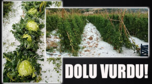 SİLİFKE VE ERDEMLİ YAYLALARINI DOLU VURDU!