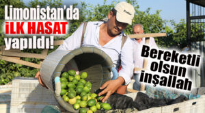 SEZON BAŞLADI: ERDEMLİ’DE YILIN İLK LİMON HASADI YAPILDI