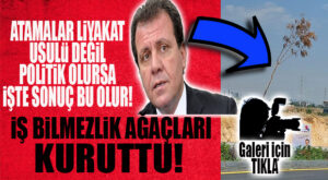 BÜYÜKŞEHİR PARK BAHÇELERDE 34. CADDE REZALETİ… İŞ BİLMEZLİK AĞAÇLARI KURUTTU!