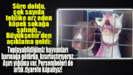 TEHLİKE ARZ EDEN KÖPEKLER SOKAĞA BIRAKILDI, BÜYÜKŞEHİR’DEN AÇIKLAMA GELDİ!