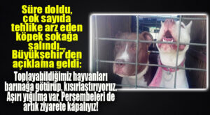 TEHLİKE ARZ EDEN KÖPEKLER SOKAĞA BIRAKILDI, BÜYÜKŞEHİR’DEN AÇIKLAMA GELDİ!