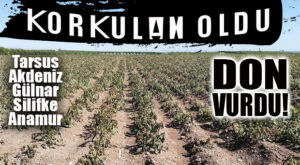AŞIRI SOĞUKLAR YÜZÜNDEN KORKULAN OLDU: 5 İLÇEYİ DON VURDU