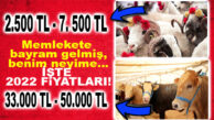 MERSİN’DE KURBANLIK FİYATLARI GEÇEN SENEYİ KATLADI! İŞTE SON FİYATLAR: