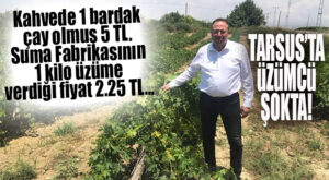TARSUS’TA ÜZÜM FİYATI ŞOKU! SUMA FABRİKASININ AÇIKLADIĞI FİYATA ÜRETİCİLERDEN TEPKİ: “BU LAKAYTLIKTIR!”