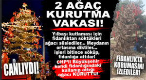 CHP’Lİ BÜYÜKŞEHİR HARBİ AĞAÇ SEVMİYOR: YILBAŞI SÜSÜ OLSUN DİYE FİDANLIKTAN GETİRDİLER, İŞLERİ BİTİNCE FİDANLIĞA ATIP KURUTTULAR!