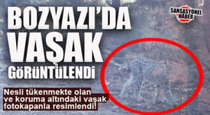 ODUN TOPLARKEN “TİKKATLİ” OLUN BAKALIM: BOZYAZI’DA NESLİ TÜKENMEKTE OLAN VE KORUMA ALTINDAKİ VAŞAK, FOTOKAPANLA GÖRÜNTÜLENDİ!
