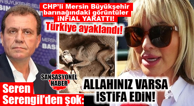 BÜYÜKŞEHİR’İN BARINAĞINDA ŞOK GÖRÜNTÜLER… SOKAK HAYVANLARINA EZİYETE SEREN SERENGİL’DEN BOMBA TEPKİ: “ALLAHINIZ VARSA İSTİFA EDİN!”