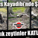 TARSUS’TA DOĞA İNFAZI: 40 YILLIK ZEYTİNLİĞİ BİR GÜNDE DÜMDÜZ ETTİLER!