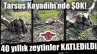 TARSUS’TA DOĞA İNFAZI: 40 YILLIK ZEYTİNLİĞİ BİR GÜNDE DÜMDÜZ ETTİLER!