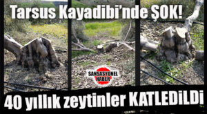 TARSUS’TA DOĞA İNFAZI: 40 YILLIK ZEYTİNLİĞİ BİR GÜNDE DÜMDÜZ ETTİLER!