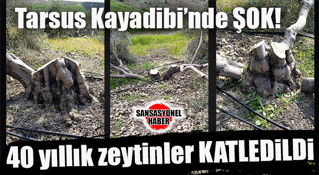 TARSUS’TA DOĞA İNFAZI: 40 YILLIK ZEYTİNLİĞİ BİR GÜNDE DÜMDÜZ ETTİLER!